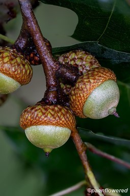 Acorns